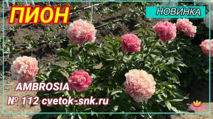 Травянистый гибрид "AMBROSIA"/Сад Ворошиловой