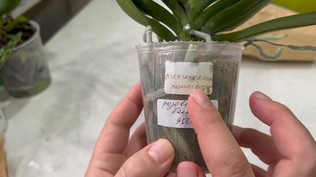 Чекупила в Москве. Привезла в чемодане кучу орхидей смотреть онлайн