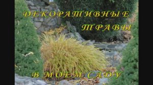 Декоративные травы в моем саду. Часть l