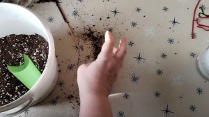 Пересадки от 25.12.2025г.