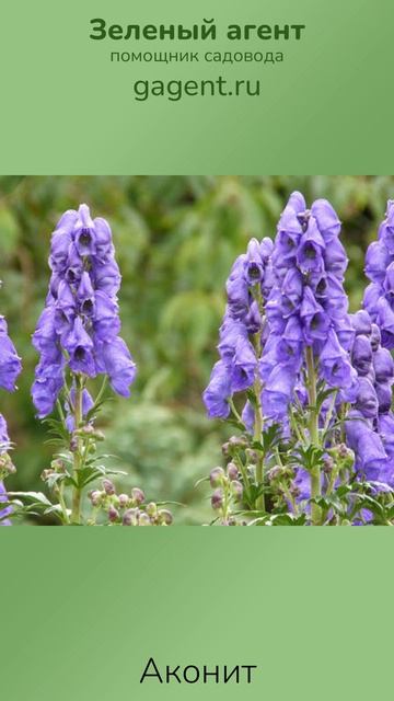 Аконит — Зеленый Агент