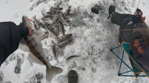 ЛОВЛЯ БЕРША ЗИМОЙ на АЛТЫНКУ