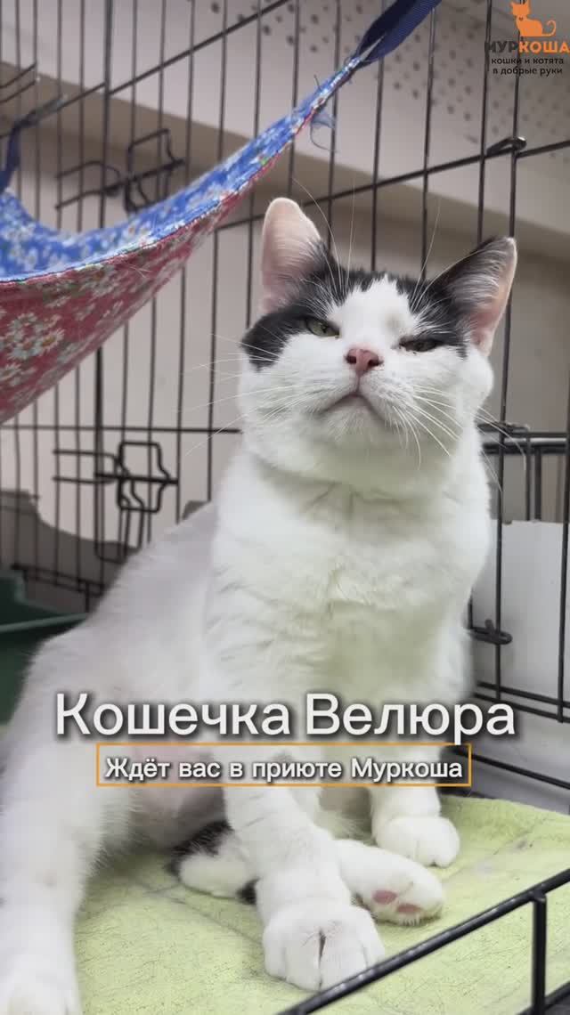 Велюра ждёт вас в приюте #Муркоша смотреть онлайн
