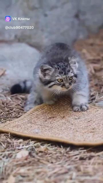 когтеточка