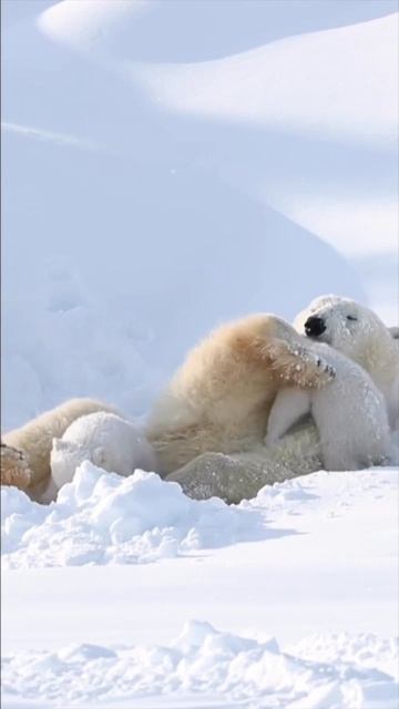 БЕЛЫЕ МИШКИ