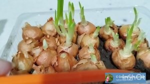 Как влияет на рост пера обрезка верха луковицы перед посадкой?