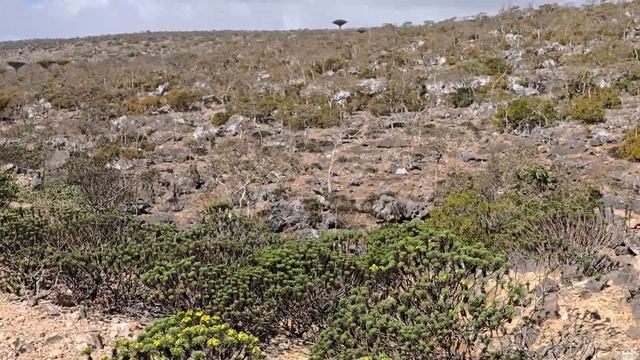 Покидаем океан и едем в горы Сокотры (Йемен), первое знакомство с драконовыми деревьями