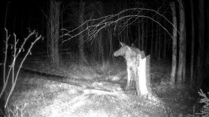 На солонце Ленинградской области. Лосиха.