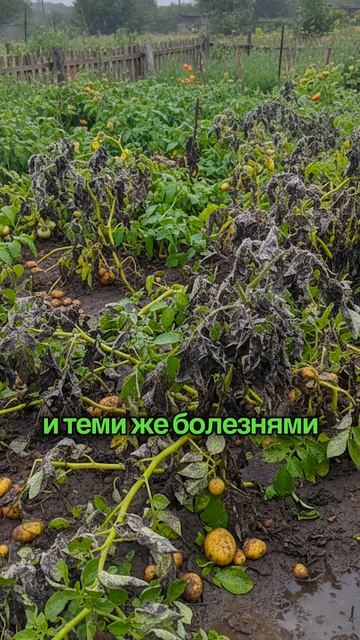 Не сажайте эти овощи парами в 2026 году