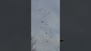 мои голуби.ростовская обл,Сальский район (89895013708)продаются