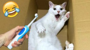 ПРИКОЛЫ С ЖИВОТНЫМИ😺🐶 | СМЕШНЫЕ КОТЫ и СОБАКИ😂