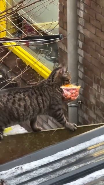 Видео от Вкусняшка смотреть онлайн