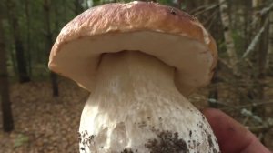 ВЕРНУЛСЯ В ЛЕТО В ЛЕС ПО ГРИБЫ! ШИКАРНЫЕ НАХОДКИ В ЛЕСУ!