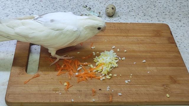 Попугай Василий кушает перепелиное яичко и морковь смотреть онлайн