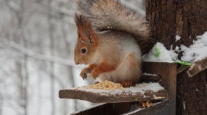 Ещё немного про снегопад и белок