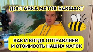 Доставка маток Бакфаст. Как и когда отправляем и стоимость маток.
