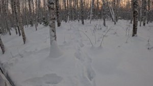 проверка ловушек, есть результат