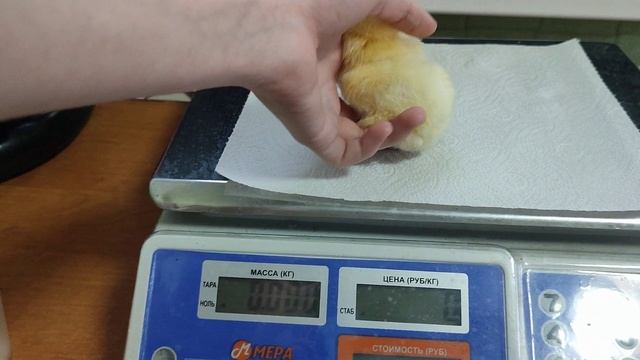 Вес суточного цыпленка Росс308, сколько должен весить суточный бройлер росс308 смотреть онлайн