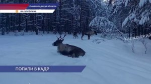 В Керженском заповеднике фотоловушка запечатлела стадо северных оленей