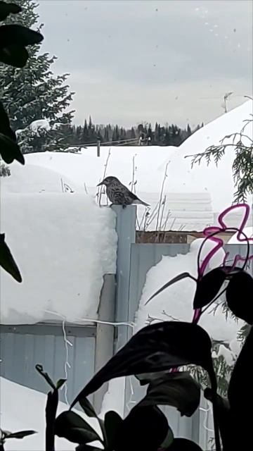 Птица кедровка, Сибирь смотреть онлайн