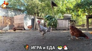 Кормление кур овощами и фруктами для зарядки и от скуки 🥗🐓🤗  (36)