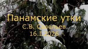 С.В. Савельев - Панамские утки