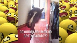 Анекдоты, юмор, статусы, приколы 😁