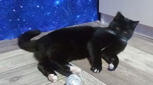 моя кошка Эльза готовится ко сну а моя собака плюшка играется с порванным носком