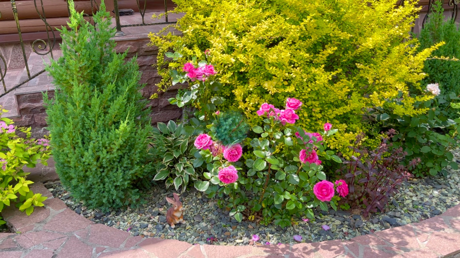 Можжевельник китайский Стрикта. Отзыв и опыт выращивания. смотреть онлайн