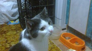 Милый масенька мой котик