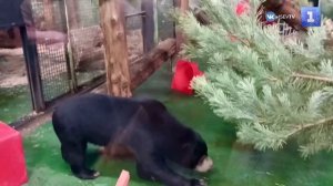 В вольере троицы малазийских медведей появилась сосна