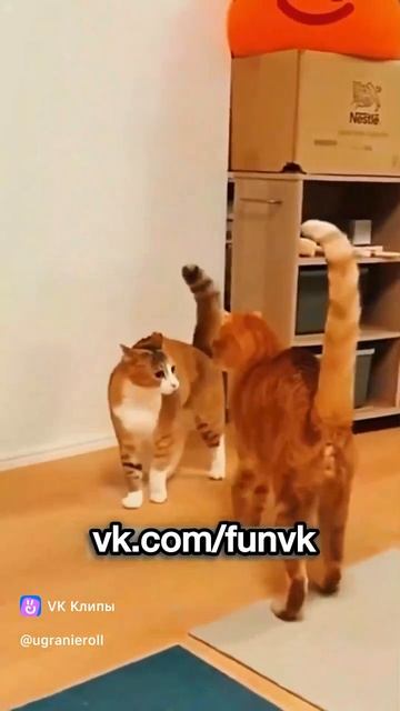 коты бесятся