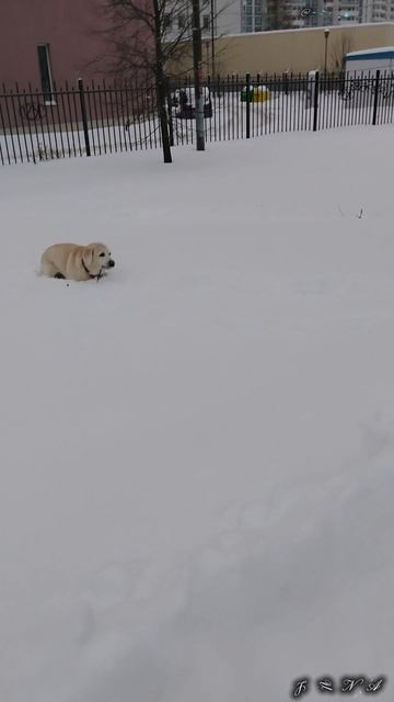 Новогоднюю радость подвезли