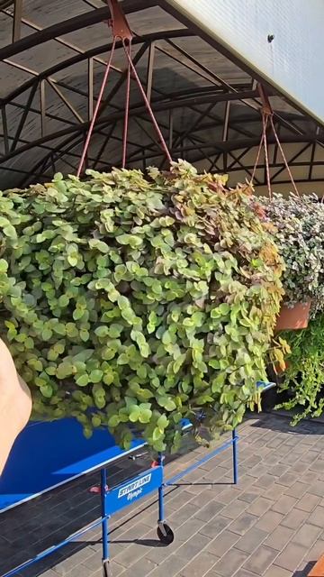 🌿 Зелёные ампельные растения для ленивых смотреть онлайн