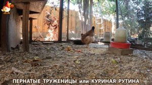 Куриная рутина – что делают куры на выгуле 😂 эпизод (109)