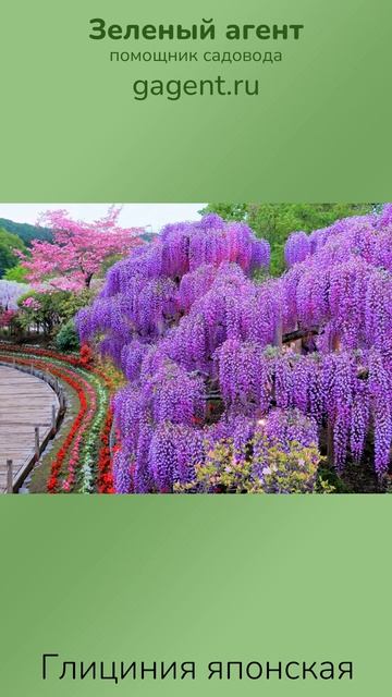 Глициния японская — Зеленый Агент