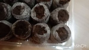 /СЕЮ ЭУСТОМУ/ 🎋