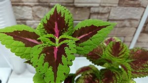 Ращу колеусы для штамбов. Лекарство от хандры.