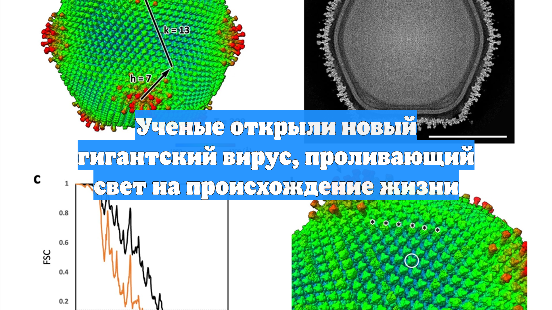 Ученые открыли новый гигантский вирус, проливающий свет на происхождение жизни
