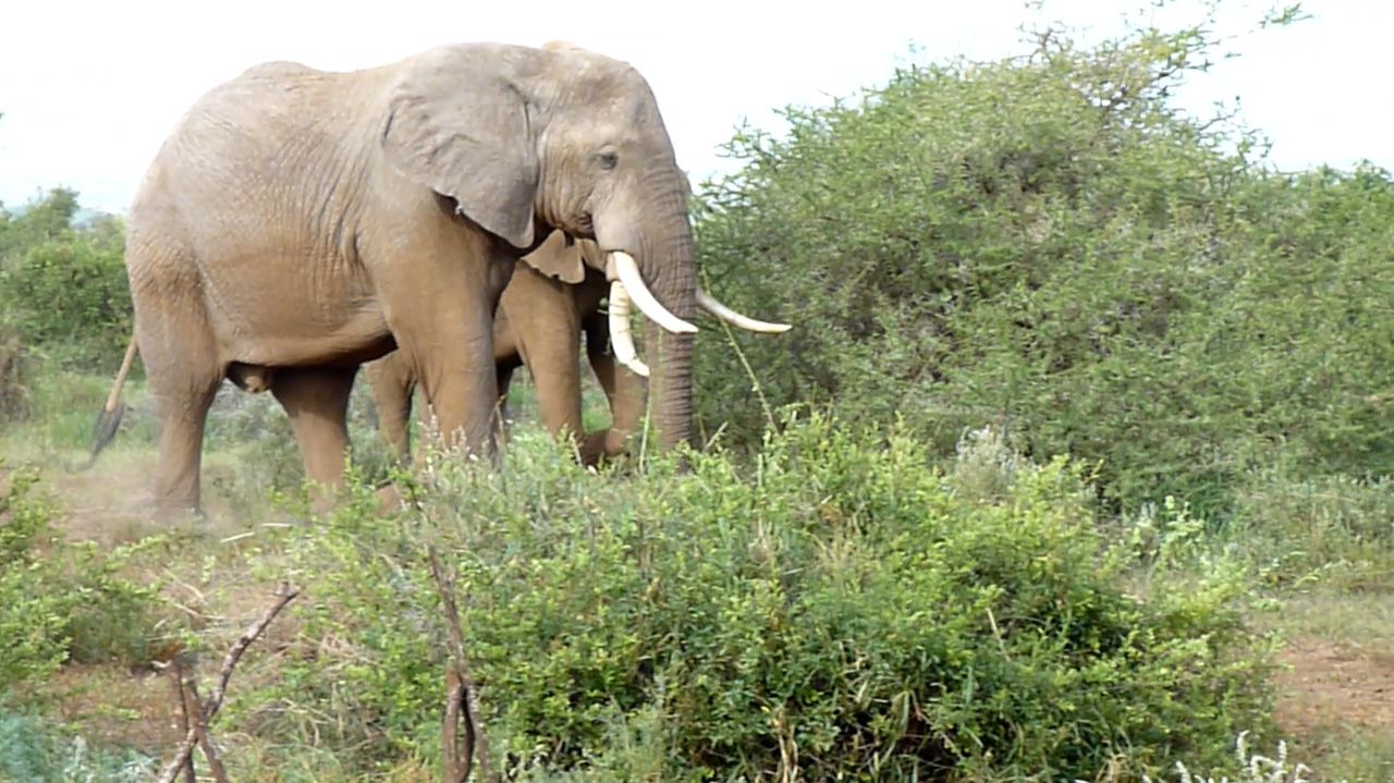 Прогулка Великанов