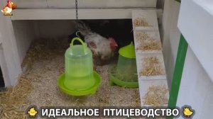 Идеальное птицеводство достойно восхищения 🐓🦆🦢🦚🦃🐔 эпизод (438)