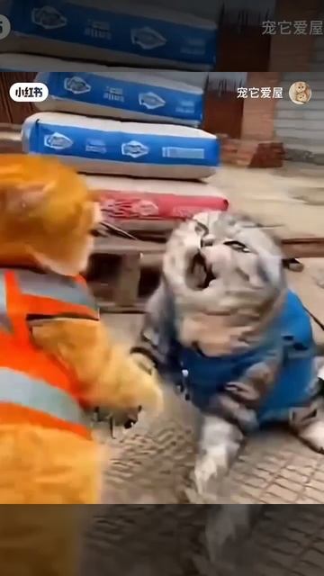 Не мешай обедать 😠 смотреть онлайн