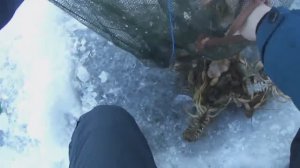 ✔️ЛОВЛЯ РАКОВ ЗИМОЙ! Ставим раколовки под лед. Простой способ наловить