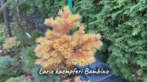 Larix kaempferi Bambino