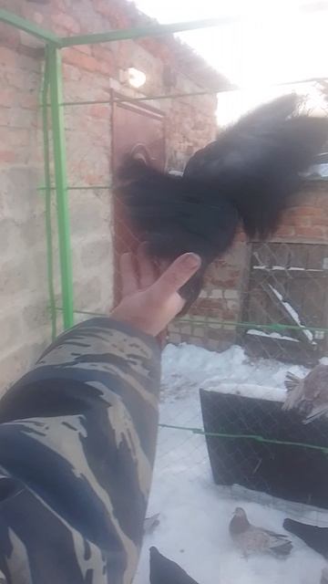 николаевские голуби