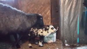 ВЫПУСК √32 ДЕРЕВЕНСКИЙ РОДДОМ ПЕРЕПОЛНЕН. РОДЫ У ОВЕЧЕК ПРОХОДЯТ БУРНО.