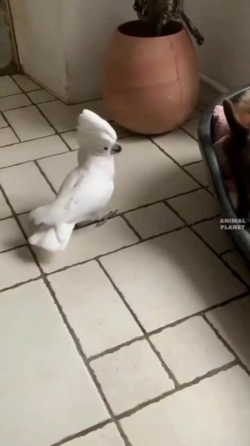 9afae2c7cd3bfaddd84b733dd87ac94c.mp4