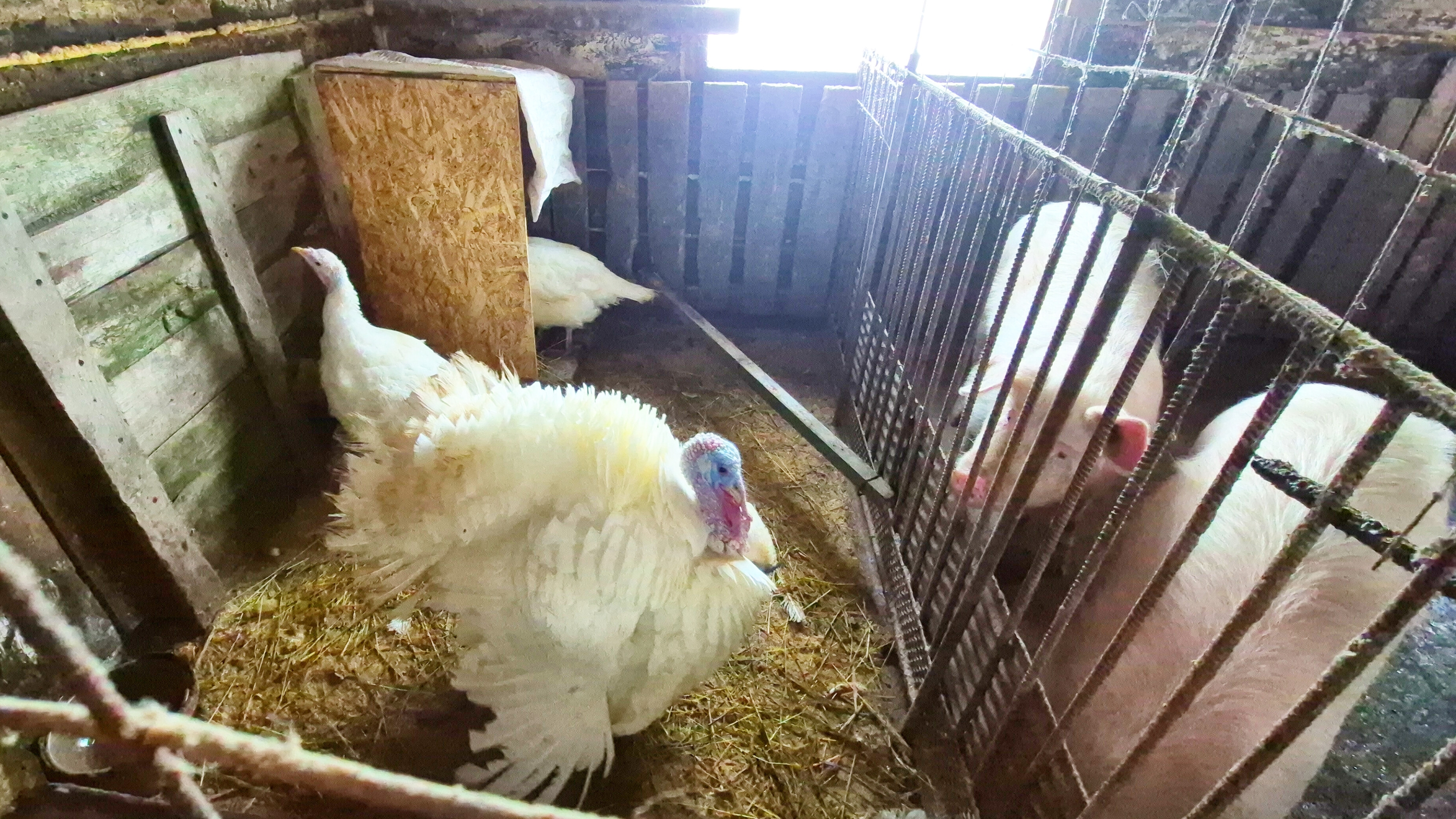 Простая жизнь в Деревне,Каша для собак,Оборудование клетку индюкам,витамины для кур смотреть онлайн