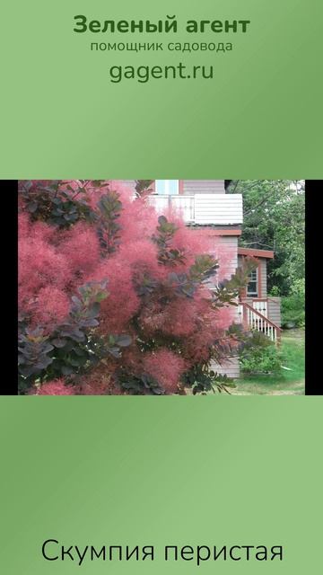 Скумпия перистая — Зеленый Агент