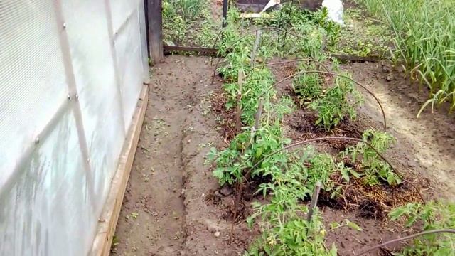 РАБОТА В ОГОРОДЕ. ТЕПЛИЦЫ СТРОЮ БАНЮ.. смотреть онлайн